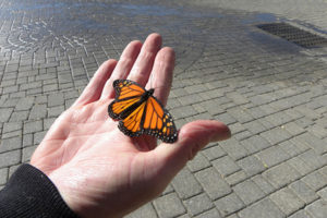Monarch butterfly sits of person's hand