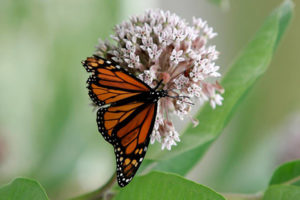 Monarch butterfly sits on a flower