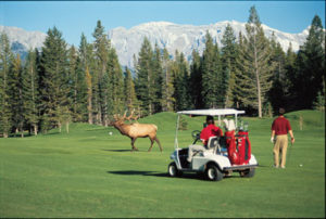 Generally, when the elk are in rut at Banff Springs, it is best to just pick up your ball and go to the next hole.