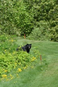 One of the many residents of Chateau Whistler Golf Club, who joined the author for his round.